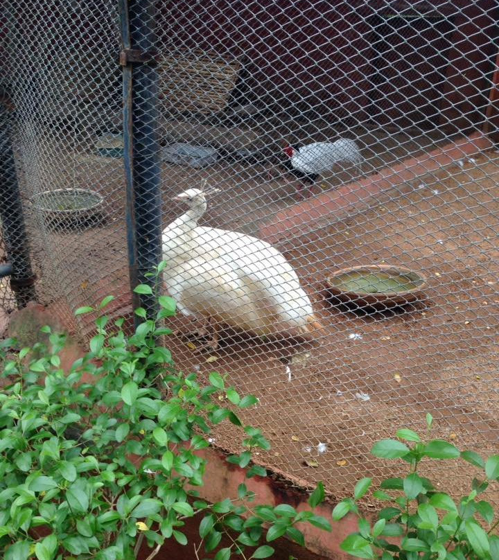 Mini zoo-Warangal必去景点