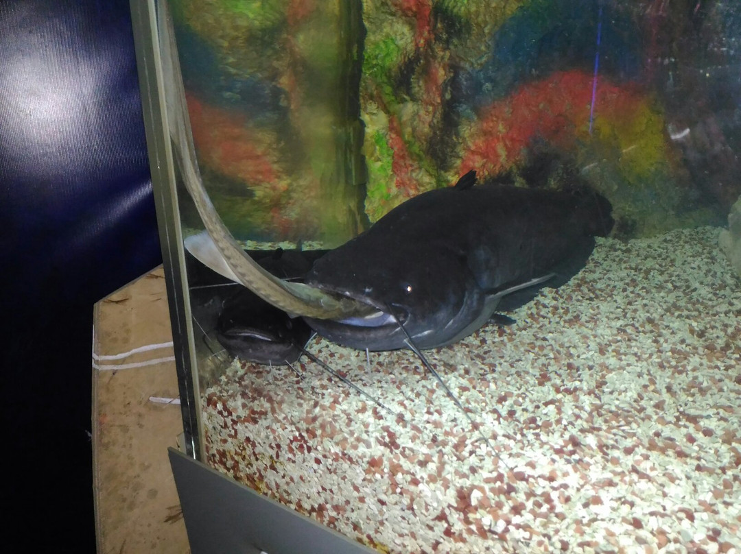 Anapskiy Okeanarium-阿纳帕必去景点