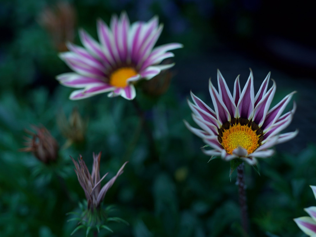 Edgerton Park-纽黑文必去景点