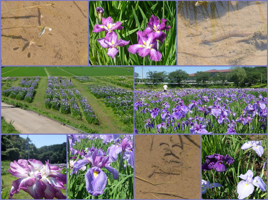 The Ushiku City Iris Garden-牛久市必去景点