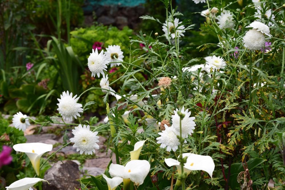 Hotel Los Nogales主图