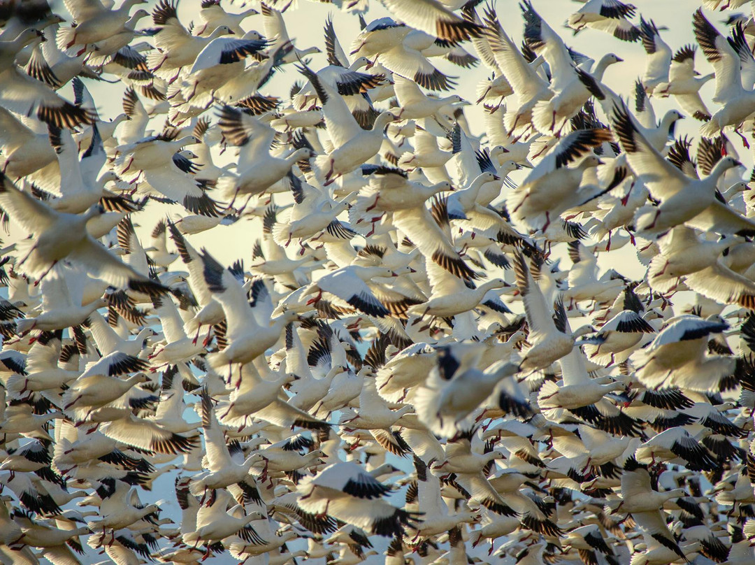 Tule Lake National Wildlife Refuge-Tulelake必去景点