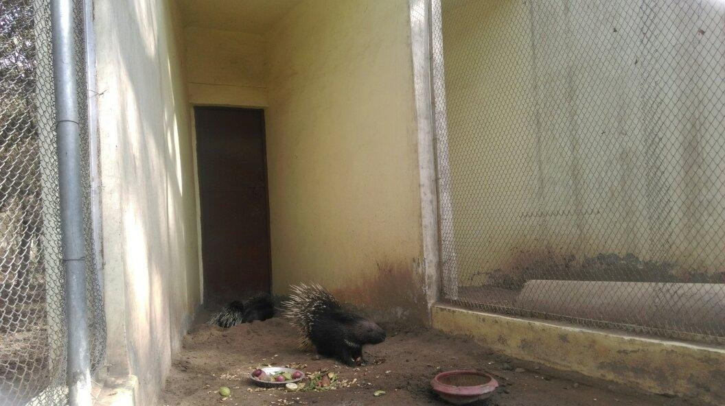 Bir Talab Zoo-Bathinda必去景点