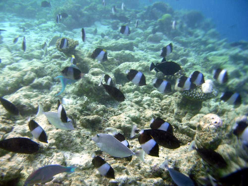 百福湾-三亚市必去景点