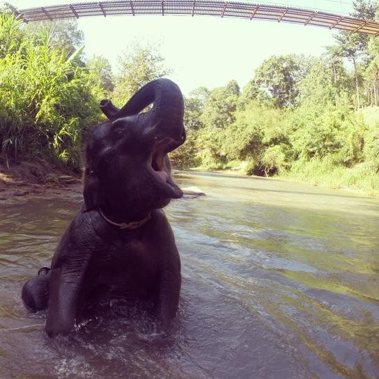 Deedee's Elephant Adventures景点图片