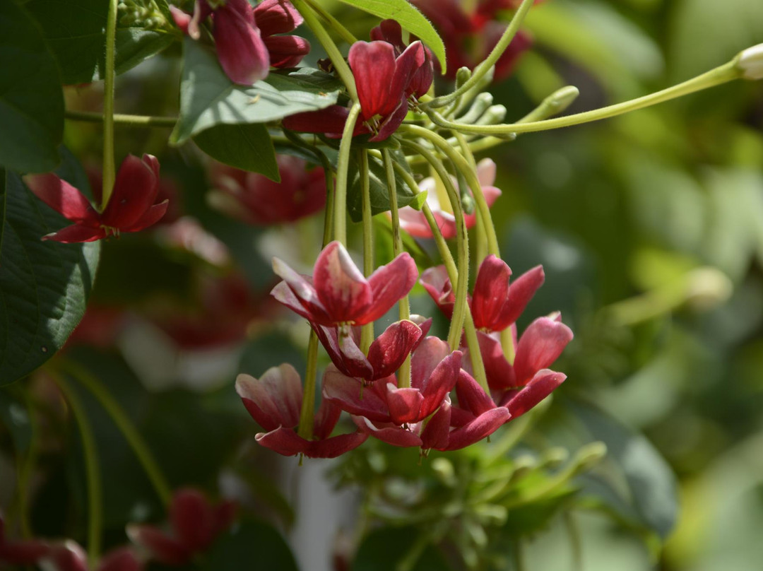 Pousada Paraiso dos Guaras主图