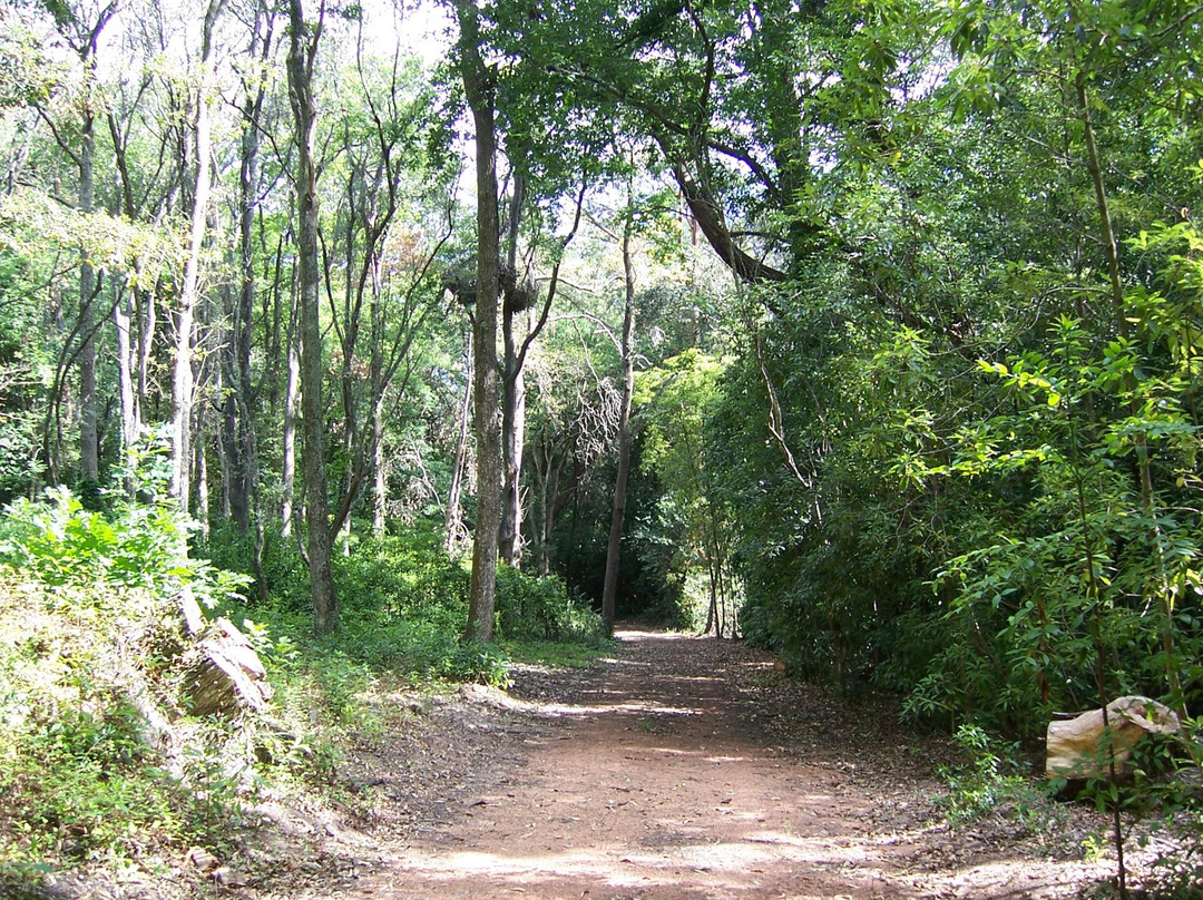 Arboretum Lussich景点图片