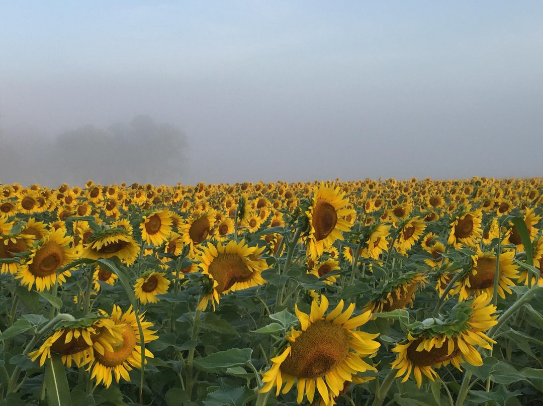 Batey Farms-默弗里斯伯勒必去景点