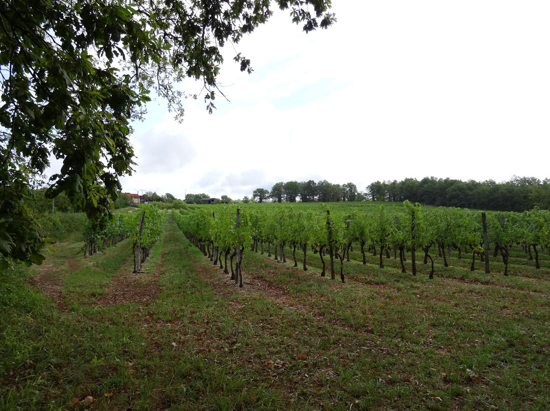 Cave Viticole De Branceilles-Correze必去景点