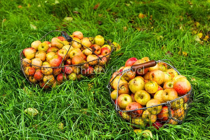Cidre Fermier Lemasson景点图片