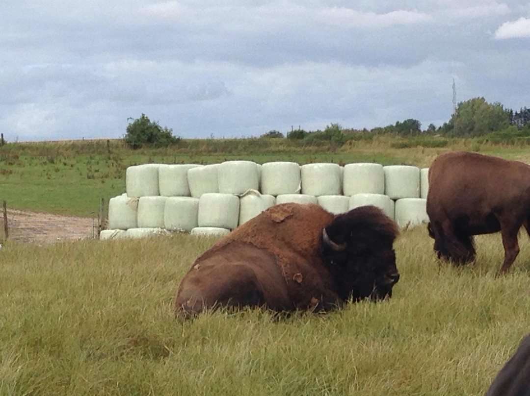 Ditlevsdal Bison Farm-Morud必去景点