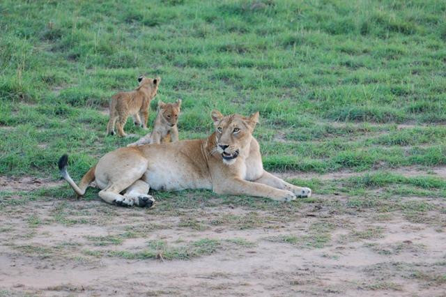 Simba Africa Expeditions Day Tours-坎帕拉必去景点