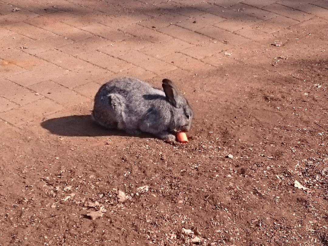 Bunny Park景点图片