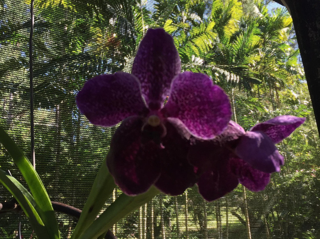 Fiji Eco Tours-纳迪市必去景点