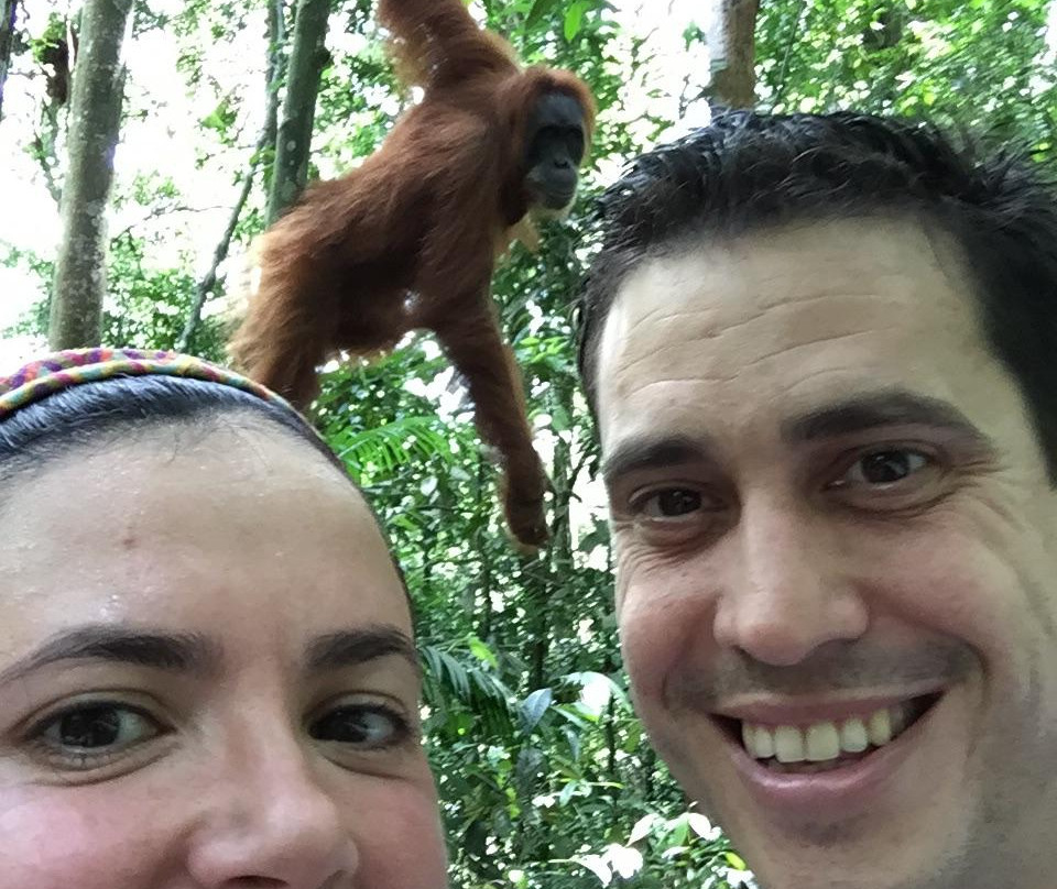 Harimau Sumatra-武吉拉旺必去景点