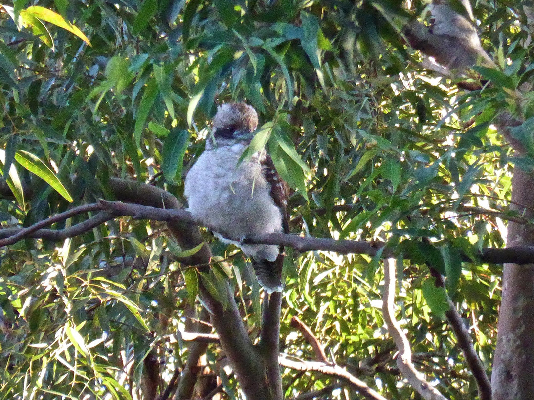 Fred Hollows Reserve-兰德威克必去景点