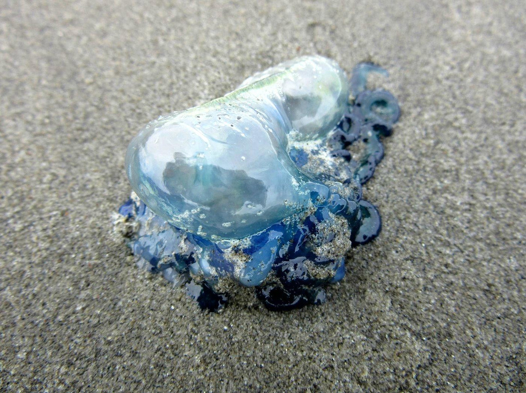 Waimairi Beach-基督城必去景点