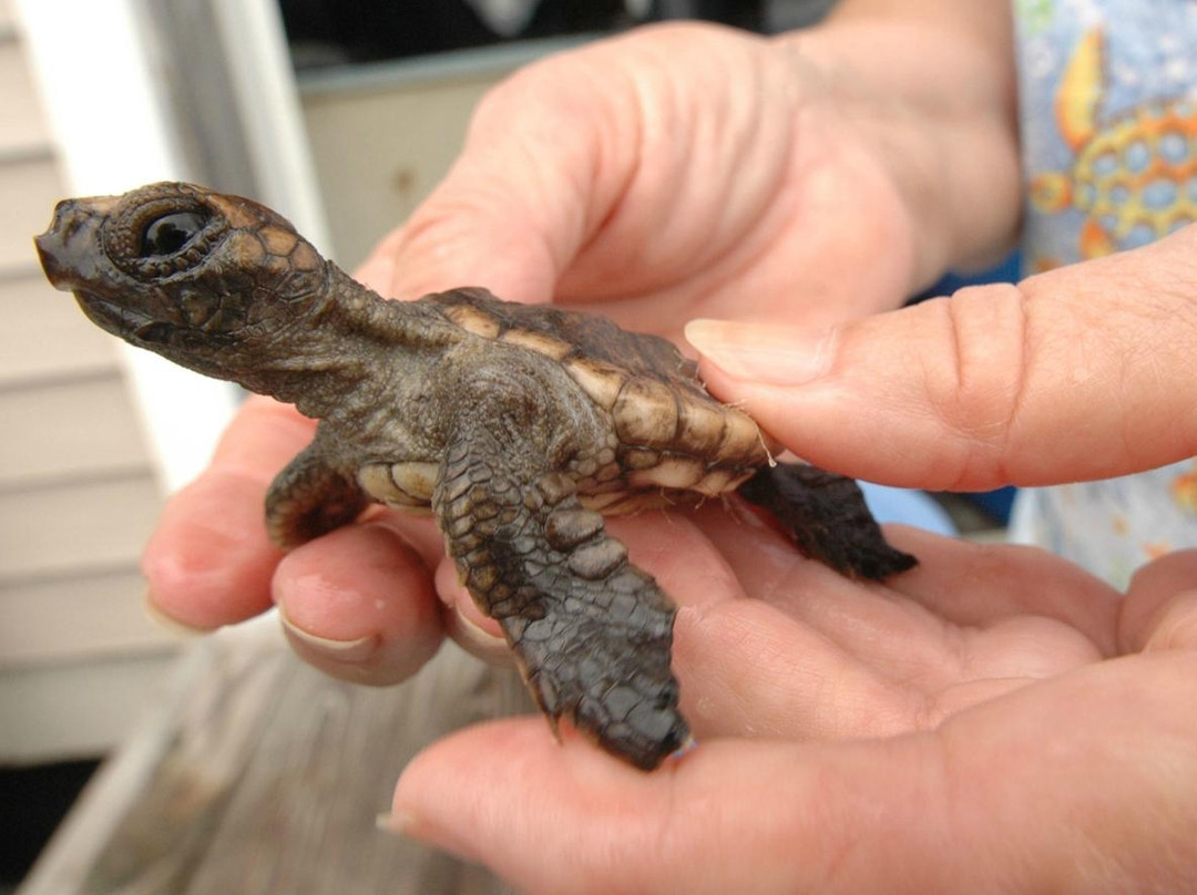 Sea Turtle Camp景点图片