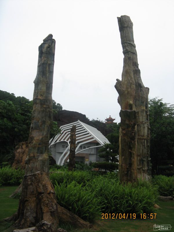 仙湖化石森林-深圳市必去景点