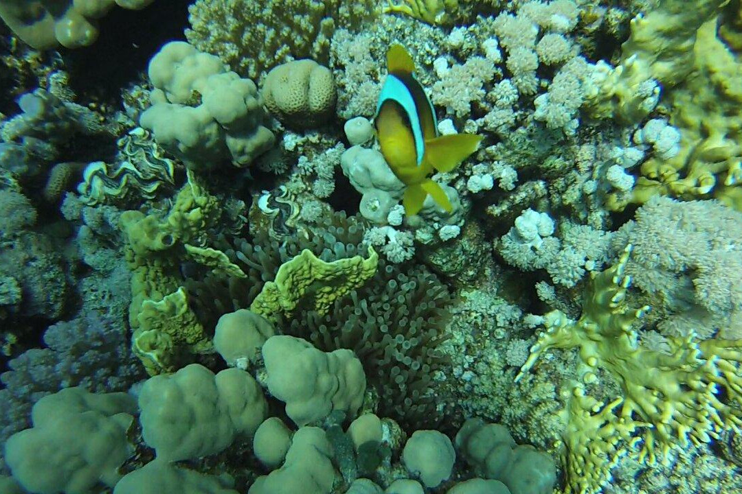 dive1one-沙姆沙伊赫必去景点