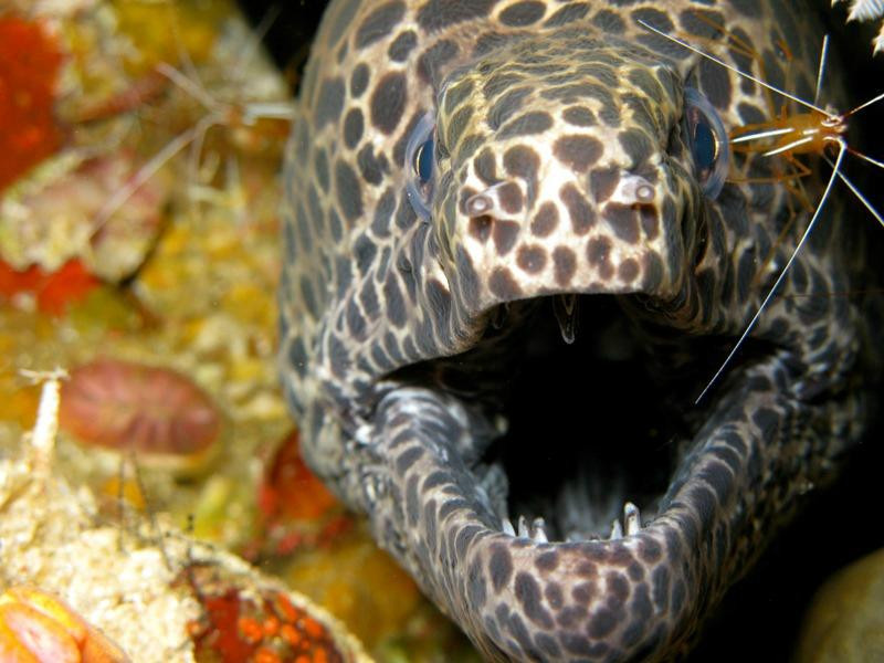 Diving Indo-沙努尔必去景点