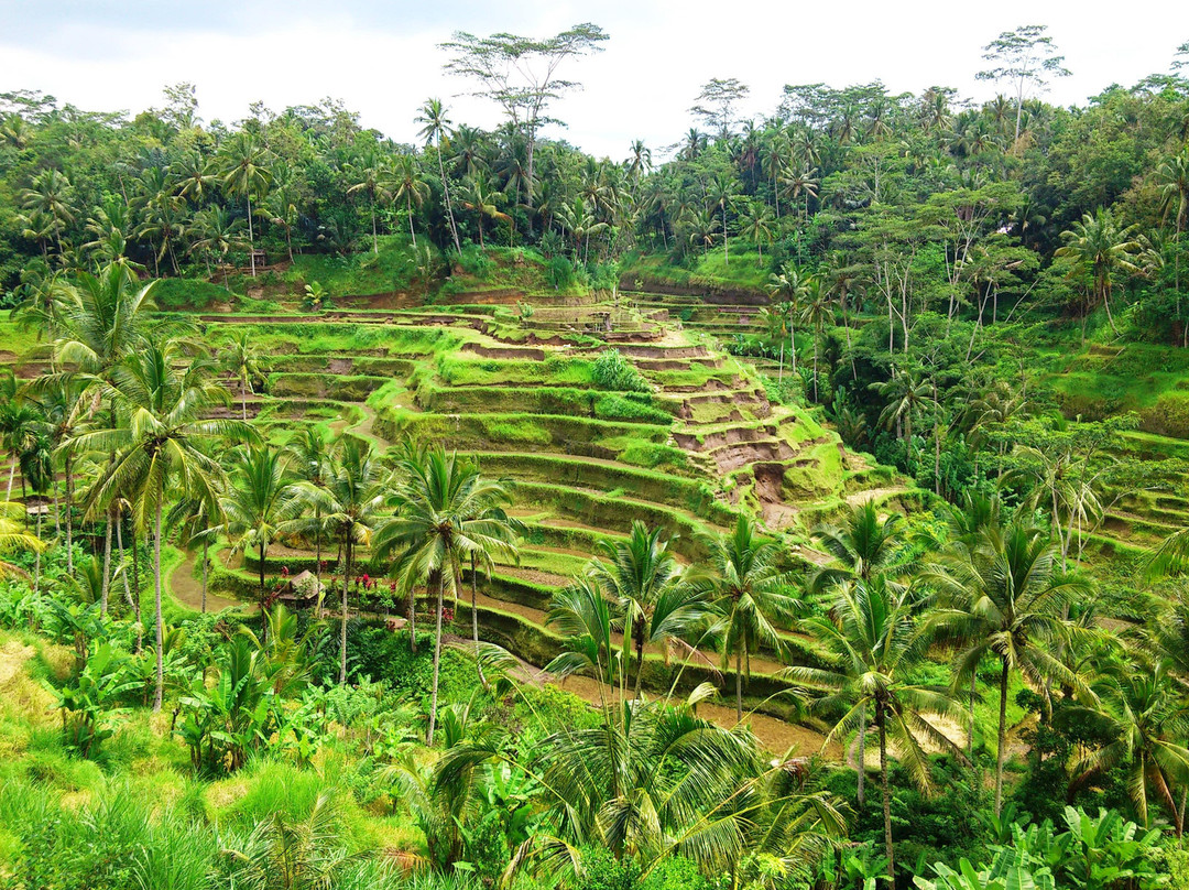 Bali Rising Tours - Private Day Tours-登巴萨必去景点