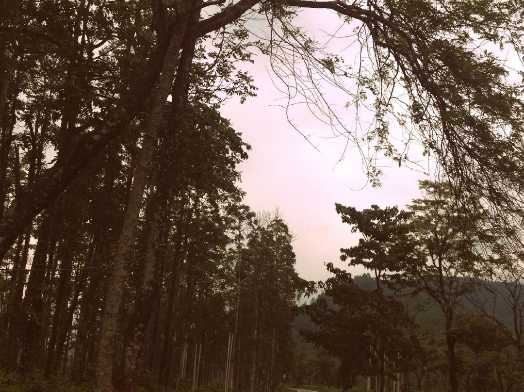 Petrichor Farms景点图片