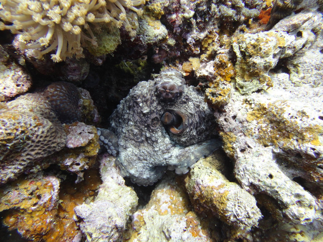 Dive Club Laamu-拉姆环礁必去景点