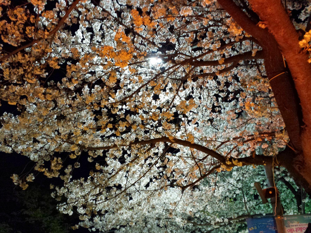 汝矣岛公园-首尔必去景点