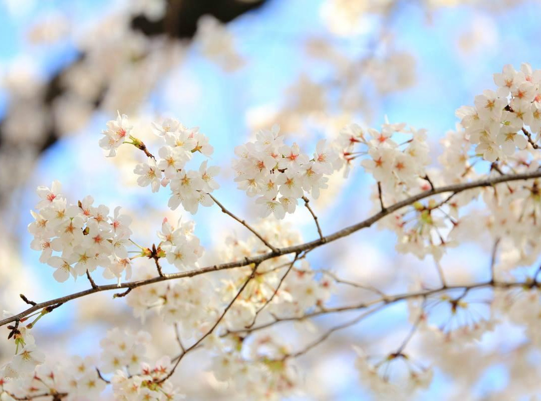 Chidoriga-fuchi Park-Kojimachi必去景点