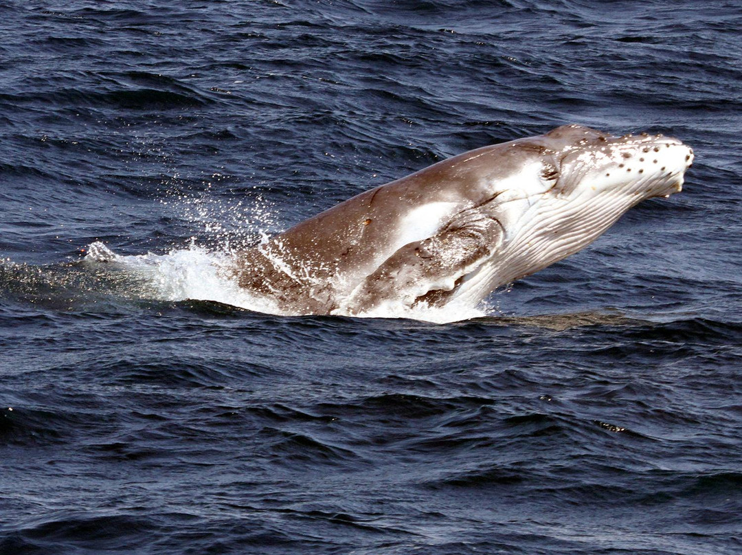 Spirit of Gold Coast Whale Watching景点图片
