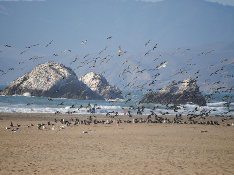 海滩-旧金山必去景点