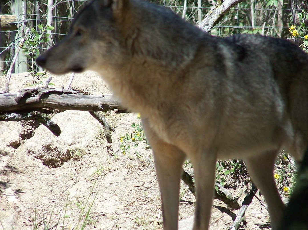 Tsitsikamma Wolf Sanctuary景点图片