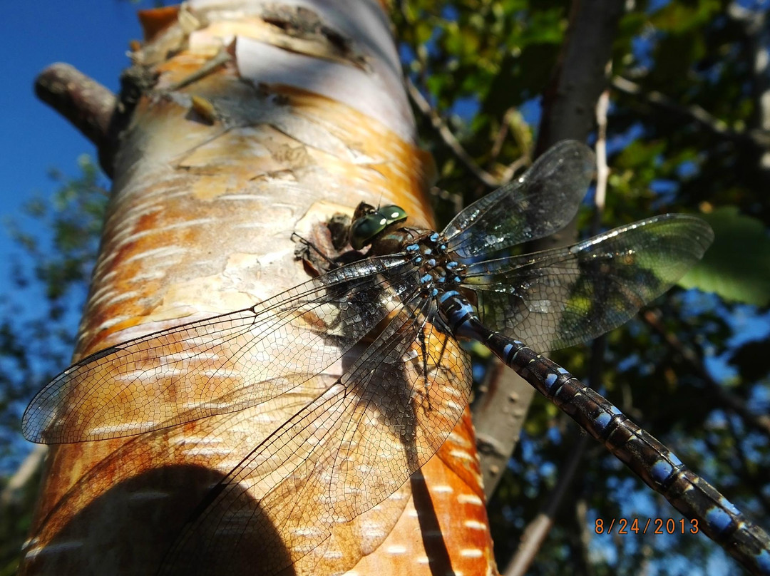 Potter Marsh Bird Sanctuary-安克雷奇必去景点