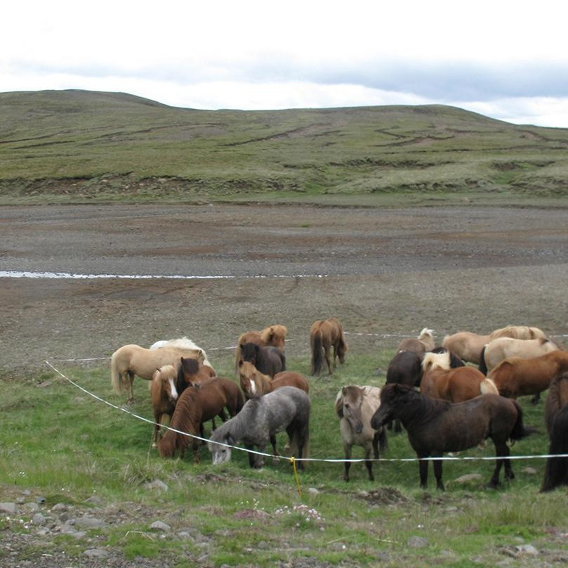 Iceland Safari - Private Tours景点图片