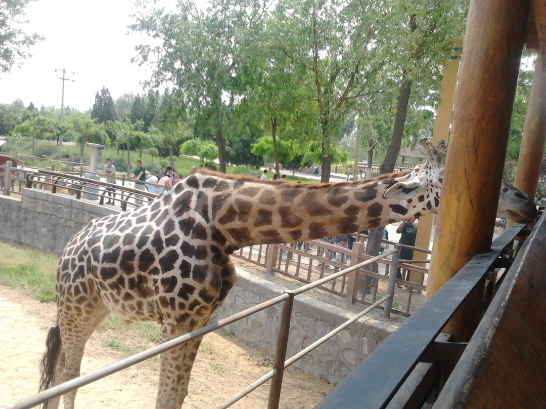 石家庄动物园-石家庄市必去景点
