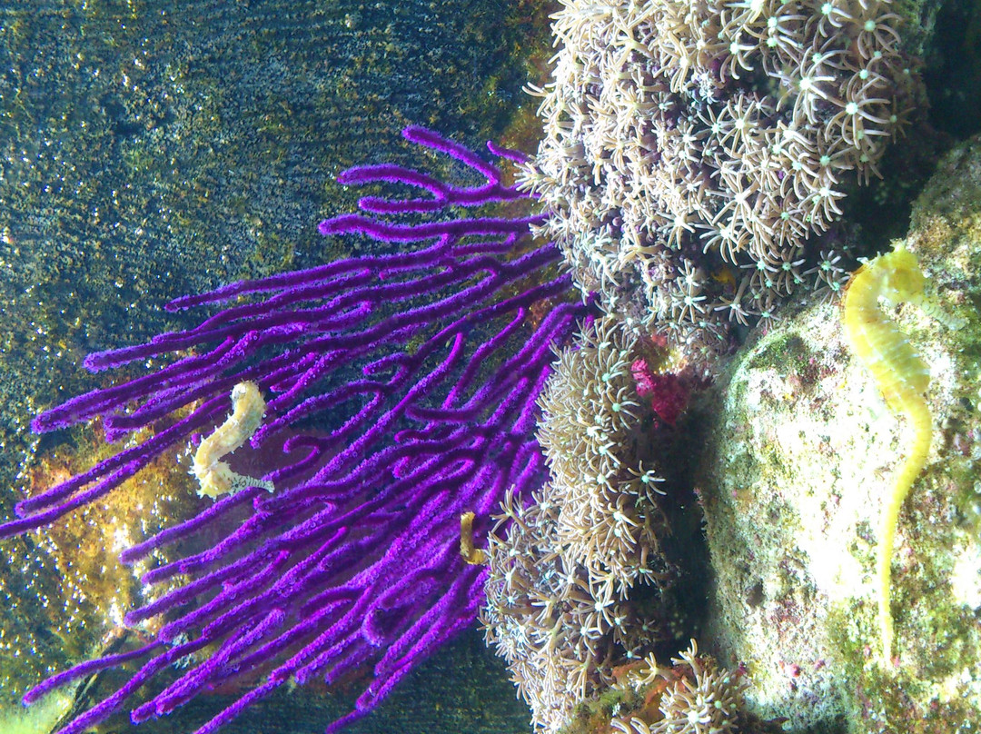 墨尔本水族馆-墨尔本必去景点