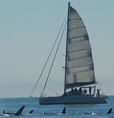 Gato Verde Adventure Sailing景点图片