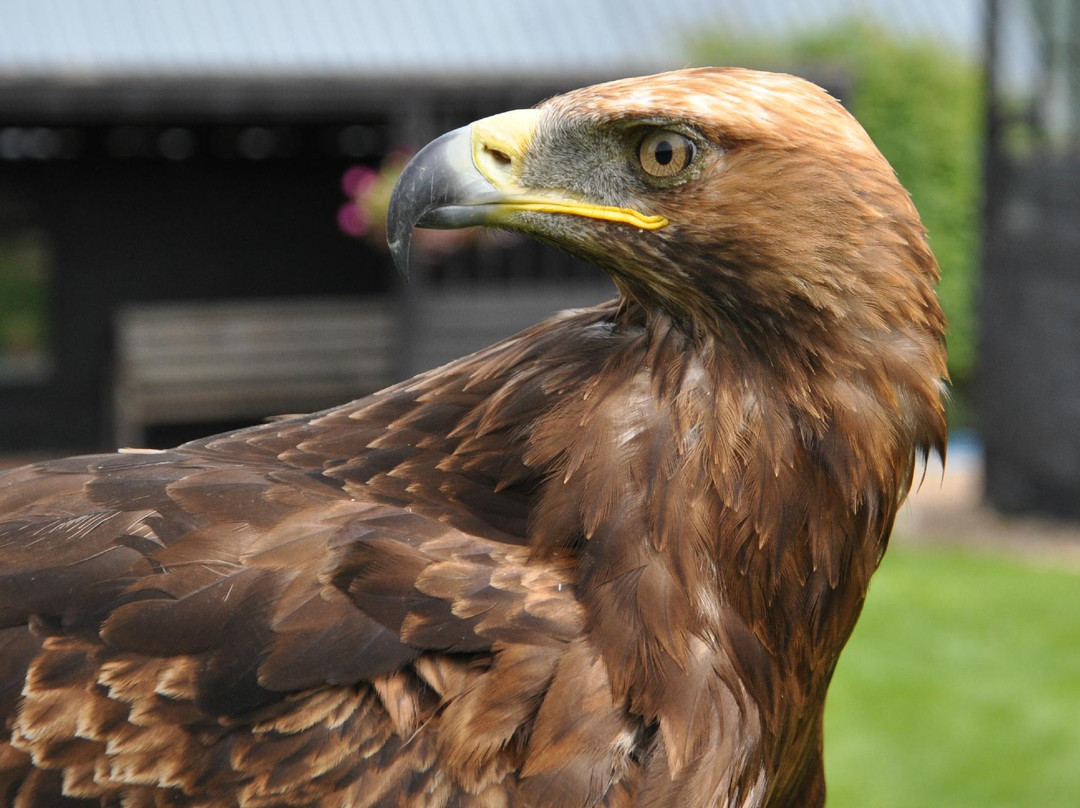 Yarak Bird of Prey-Cullompton必去景点