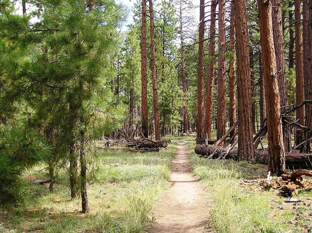 Widforss Trail景点图片