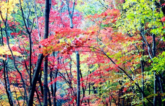 本溪关门山国家森林公园-本溪满族自治县必去景点