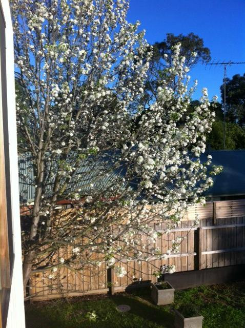 Peartree Pavilions主图