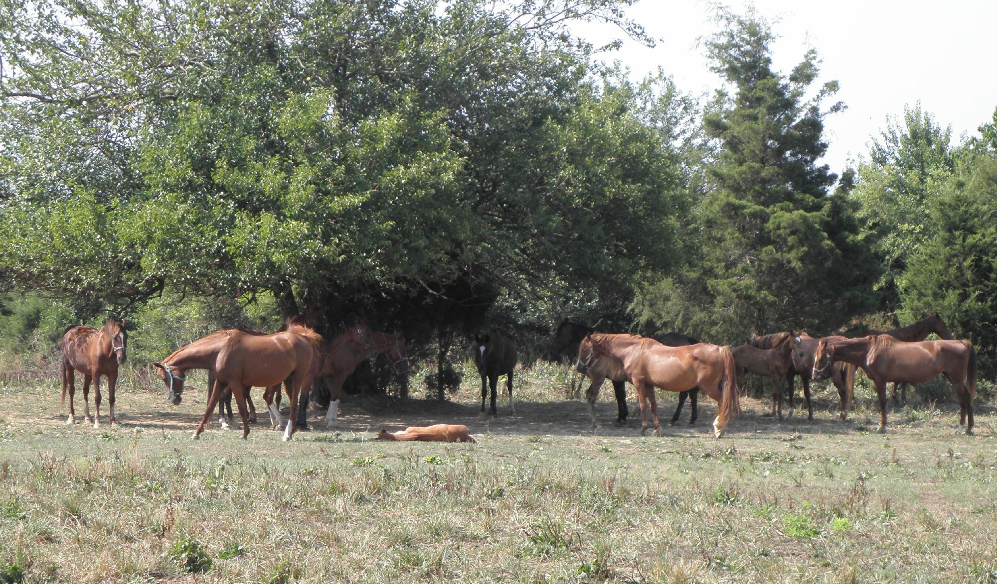 Old Kentucky Home Stables & Bed and Breakfast-浴室