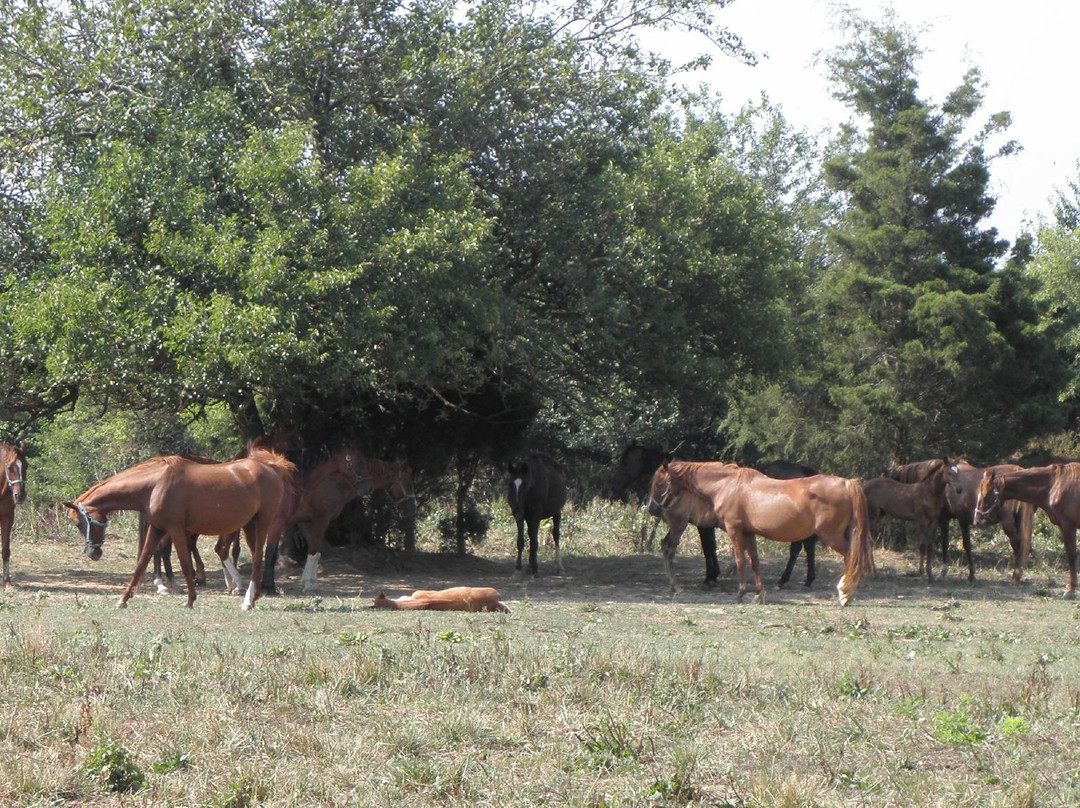 Old Kentucky Home Stables & Bed and Breakfast主图