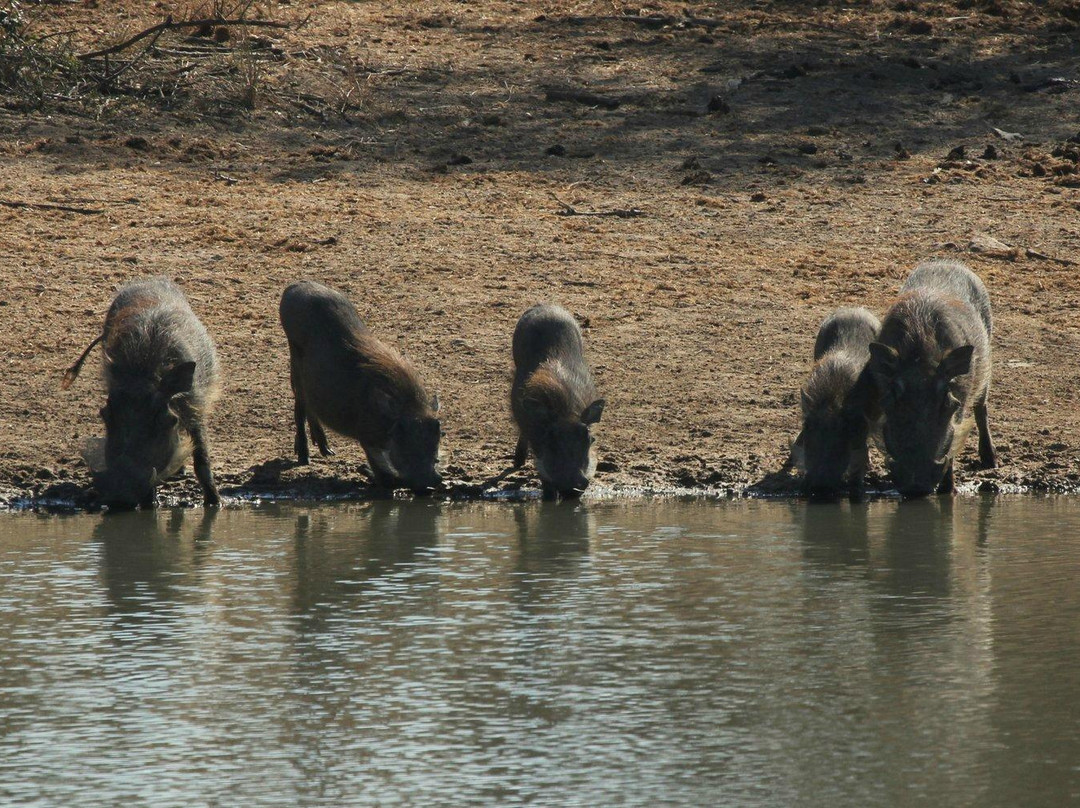 null-Klaserie Private Game Reserve