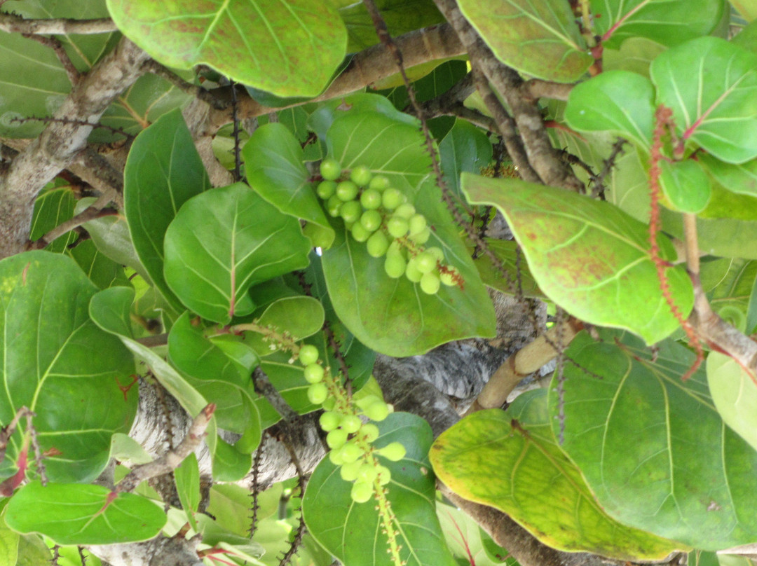Grand Anse Beach-South Coast必去景点