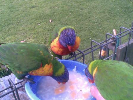 Feeding Wild Rainbow Lorrikeets-Burrill Lake必去景点