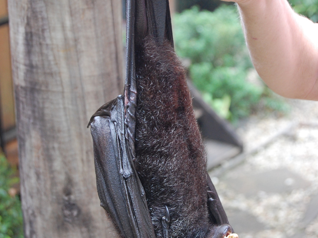 BatReach-库兰达必去景点