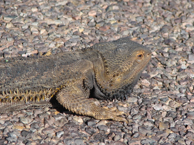 Australian Arid Lands Botanic Garden-Port Augusta必去景点