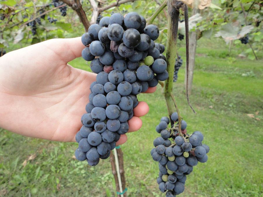 Otter Valley Winery-Brandon必去景点